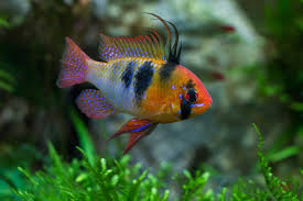 Ram Cichlid